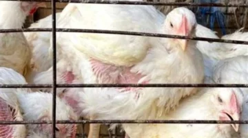 تغيرات جديدة في أسعار الفراخ الساسو والأمهات بداخل بورصة الدواجن هذا السبت